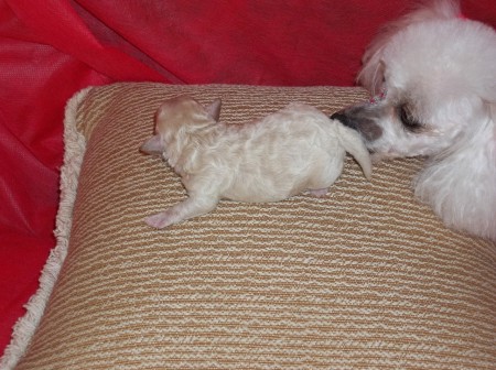 FILHOTE JÁ RESERVADO E VENDIDO - FEMEA DE POODLE MICRO TOY